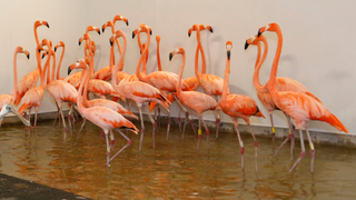 How Manatees, Gators, and Flamingos Are Surviving Hurricane Irma